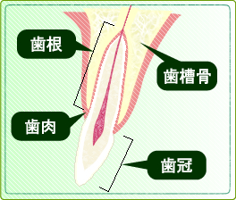 前歯の基本構造